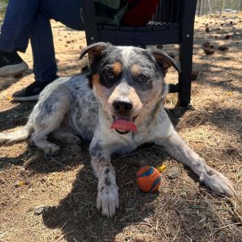 River -  Australian Cattle Dog Blue Heeler Dog for Adoption in Weaverville, California - River | PetCurious