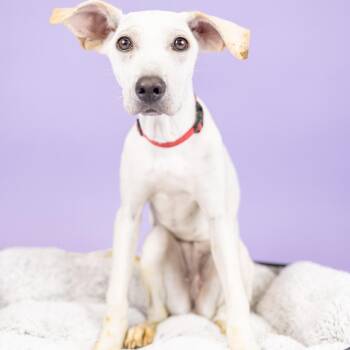 Mixed Breed Dogs Available for Adoption - Biscuit | PetCurious