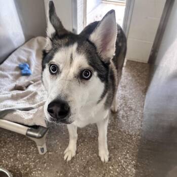 Demi -  Husky Dog for Adoption in Kanab, Utah - Demi | PetCurious