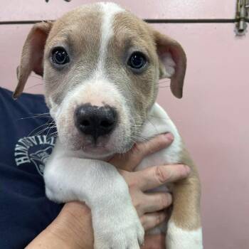 Mixed Breed Dogs Available for Adoption in Huntsville, Arkansas - (S/N 4/23) Aster | PetCurious