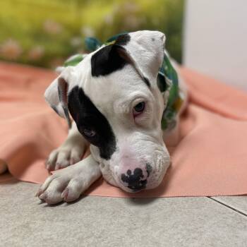 Terrier and Pit Bull Terrier Dogs Available for Adoption - Sunday | PetCurious