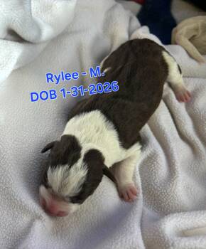 German Shepherd Dog and Border Collie Dogs Available for Adoption in Nucla, Colorado - Rylee | PetCurious