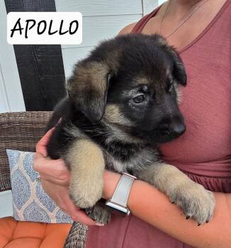 Apollo the pup! -  Black Labrador Retriever and German Shepherd Dog Dog Available for Adoption in Sanford, North Carolina - Apollo The Pup! | PetCurious