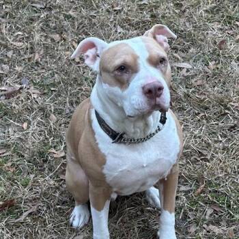 Mixed Breed Dogs Available for Adoption - Lloyd | PetCurious