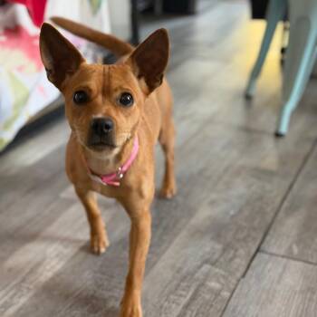 Chihuahua Dogs Available for Adoption in New Orleans, Louisiana - Llama Lou | PetCurious