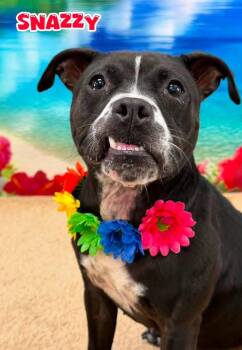Snazzy -  Mixed Breed Dog for Adoption in Flint, Michigan - Snazzy | PetCurious