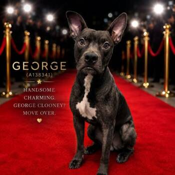 GEORGE -  Mixed Breed Dog for Adoption in Palmetto, Florida - GEORGE | PetCurious