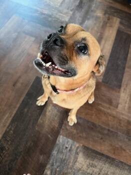 Hansel -  Pug and Shepherd Dog for Adoption - Hansel | PetCurious