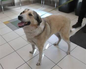 OLLIE -  Great Pyrenees and Mixed Breed Dog for Adoption in Derwood, Maryland - OLLIE | PetCurious