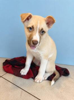 Luke -  Husky and Black Mouth Cur Dog for Adoption in St. Augustine, Florida - Luke | PetCurious