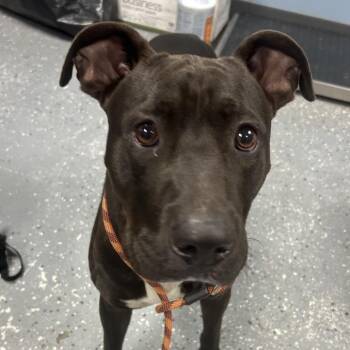 Ozzy -  Pit Bull Terrier Dog for Adoption in Saint Joseph, Missouri - Ozzy | PetCurious