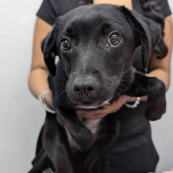 Black Labrador Retriever and Chihuahua Dogs Available for Adoption - NATE | PetCurious