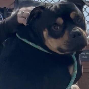 Mixed Breed and Rottweiler Dogs Available for Adoption - Shein | PetCurious