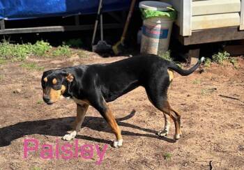 Rat Terrier Dogs Available for Adoption - Paisley | PetCurious