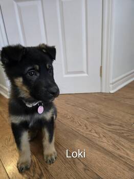 Shepherd Dogs Available for Adoption - Loki | PetCurious