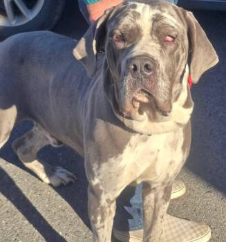 Neapolitan Mastiff and Mastiff Dogs Available for Adoption - Johnny | PetCurious