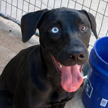Clarice -  Black Labrador Retriever Dog for Adoption in Lake Jackson, Texas - Clarice | PetCurious