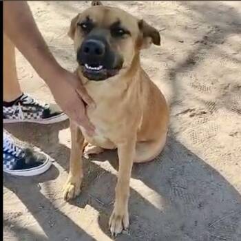 Rescue Labrador Retriever Dogs for Adoption in West Islip, New York - Mariah | PetCurious