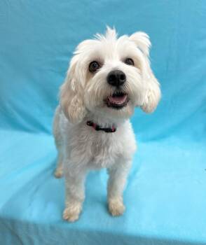Havanese Dogs Available for Adoption in Palo Alto, California - Popcorn | PetCurious