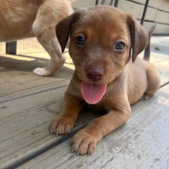 Toasty -  Catahoula Leopard Dog Dog for Adoption in Charlotte, North Carolina - Toasty | PetCurious