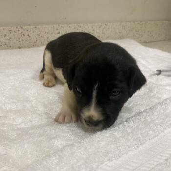 Mixed Breed Dogs Available for Adoption - Icestorm | PetCurious