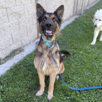 CHUPA -  German Shepherd Dog Dog for Adoption in Modesto, California - CHUPA | PetCurious