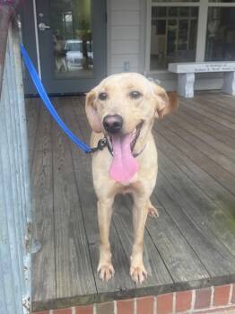Yellow Labrador Retriever Dogs Available for Adoption - Annie | PetCurious