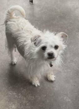Terrier Dogs Available for Adoption - George | PetCurious