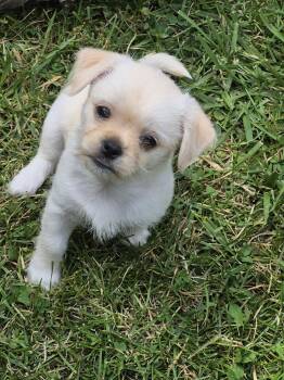 Thor -  Chihuahua Dog for Adoption in Edgewood, Kentucky - Thor | PetCurious