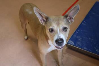 Rescue Mixed Breed Dogs for Adoption in Columbia, South Carolina - CADDIE | PetCurious