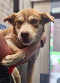 Fuzzy -  Mixed Breed Dog for Adoption in Nashville, Tennessee - Fuzzy | PetCurious