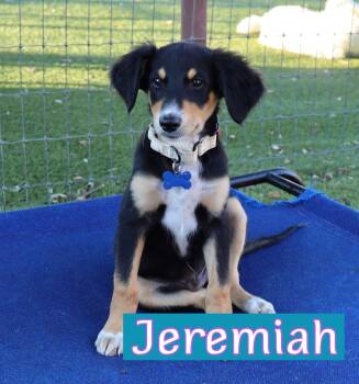 Jeremiah -  Aussiedoodle Dog for Adoption in Southlake, Texas - Jeremiah | PetCurious
