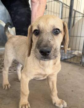 Hound and Shepherd Dogs Available for Adoption in San Diego, California - Boomer | PetCurious