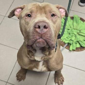 Pit Bull Terrier Dogs Available for Adoption in Philadelphia, Pennsylvania - Boas | PetCurious