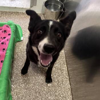 Cattle Dog and Mixed Breed Dogs Available for Adoption in Kanab, Utah - Johnny Cash | PetCurious
