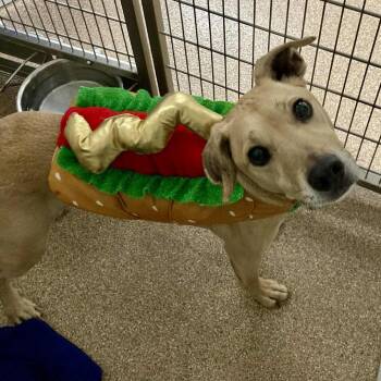 Mixed Breed Dogs Available for Adoption in Ballston Spa, New York - Yeti ( Yeller) | PetCurious