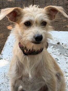 Pato -  Glen Of Imaal Terrier and Terrier Dog for Adoption in Ramona, California - Pato | PetCurious