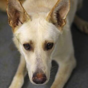 26-00735 -  Shepherd Dog Available for Adoption in Fredericksburg, Virginia - 26-00735 | PetCurious
