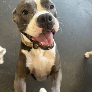 Hilary -  American Bulldog and Pit Bull Terrier Dog for Adoption - Hilary | PetCurious