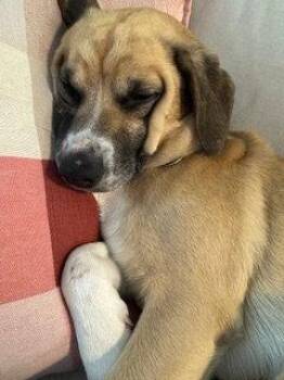 Artie -  Beagle Dog for Adoption in Powell, Ohio - Artie | PetCurious