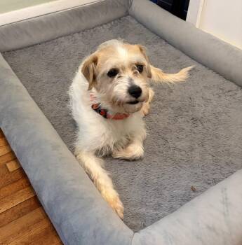 Terrier Dogs Available for Adoption in Brooklyn Center, Minnesota - Tobias | PetCurious