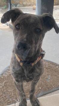 Corti -  Mixed Breed Dog for Adoption in El Paso, Texas - Corti | PetCurious