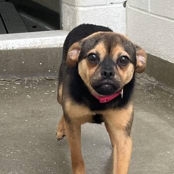71072 -  Pug and Mixed Breed Dog Available for Adoption in Harrisonburg, Virginia - 71072 | PetCurious