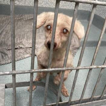Pop -  Poodle and Mixed Breed Dog for Adoption in Long Beach, California - Pop | PetCurious