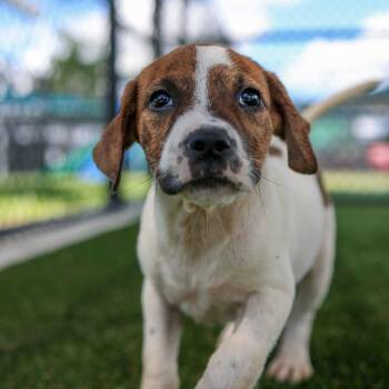 Stripes -  Mixed Breed Dog for Adoption in Bradenton, Florida - Stripes | PetCurious