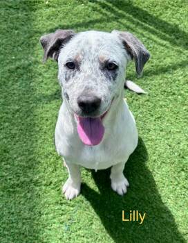 Pit Bull Terrier Dogs Available for Adoption in Semmes, Alabama - Lilly | PetCurious