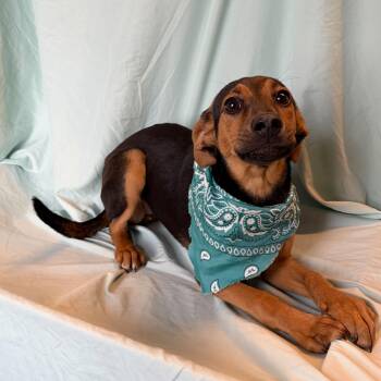 Mixed Breed Dogs Available for Adoption in Canal Winchester, Ohio - Moonstone | PetCurious