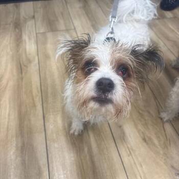 Chase -  Yorkshire Terrier and Shih Tzu Dog for Adoption in Newark, New Jersey - Chase | PetCurious