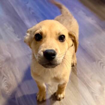 Rigby -  Mixed Breed Dog for Adoption in Opelika, Alabama - Rigby | PetCurious