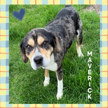 Catahoula Leopard Dog and Beagle Dogs Available for Adoption in Mokena, Illinois - Maverick | PetCurious